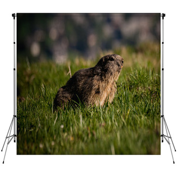 Alpine Marmot Marmota Marmota Custom Size Backdrop