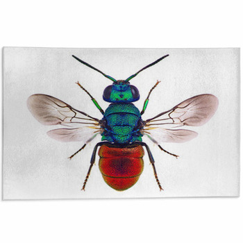Amazing Cuckoo Wasp Holopyga Punctatissima Area Rug