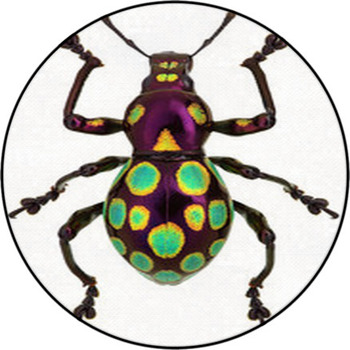 Amazing Exotic Weevil Pachyrhynchus Gemmatus Round Rug