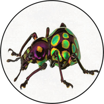 Amazing Exotic Weevil Pachyrhynchus Gemmatus Round Rug