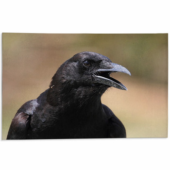 American Crow (Corvus Brachyrhynchos) Area Rug