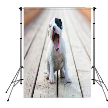 American Staffordshire Terrier Pole Pocket Backdrop