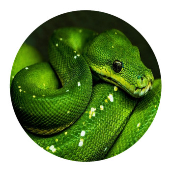 An Emerald Snake With Black Eyes Lies Curled Round Rug