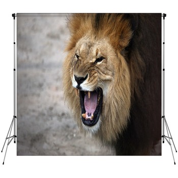Animal Backdrops