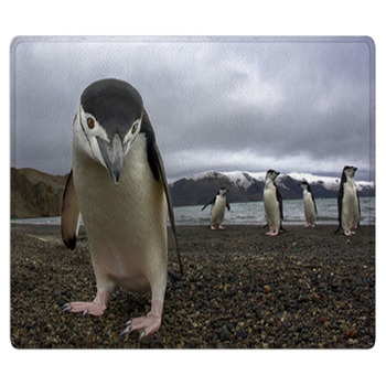 Antarctiic Penguin Area Rug