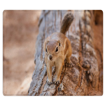 Antelope Squirrel Area Rug