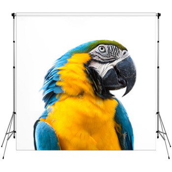 Ara Parrot Custom Size Backdrop