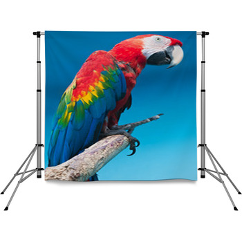 Ara Parrot Pole Pocket Backdrop