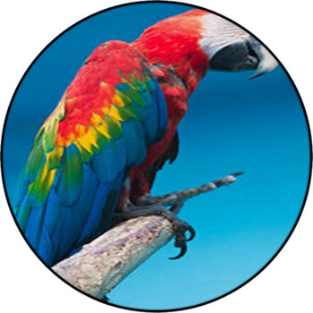 Ara Parrot Round Rug