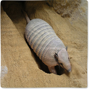 Armadillo Baby Blanket