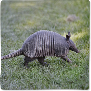 Armadillo Baby Blanket