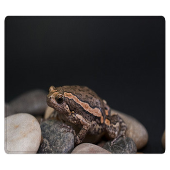 Asian Painted Frog Kaloula Pulchra Bath Mat