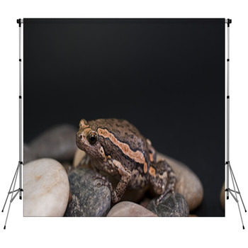 Asian Painted Frog Kaloula Pulchra Custom Size Backdrop
