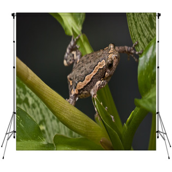 Asian Painted Frog Kaloula Pulchra Fleece Backdrop
