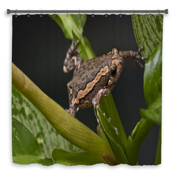 Asian Painted Frog Kaloula Pulchra Shower Curtain