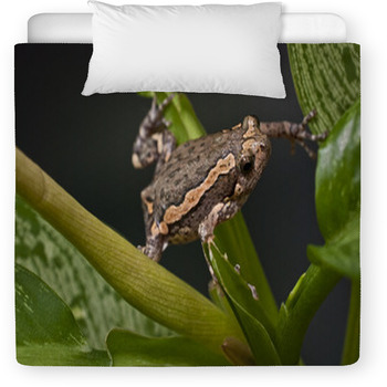 Asian Painted Frog Kaloula Pulchra Toddler Comforter