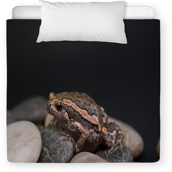 Asian Painted Frog Kaloula Pulchra Toddler Comforter