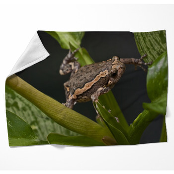 Asian Painted Frog Kaloula Pulchra Woven Throw Blanket