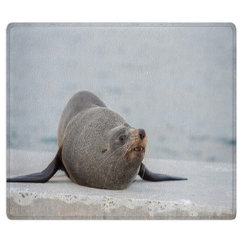 Australia Fur Seal Close Up Portrait Bath Mat