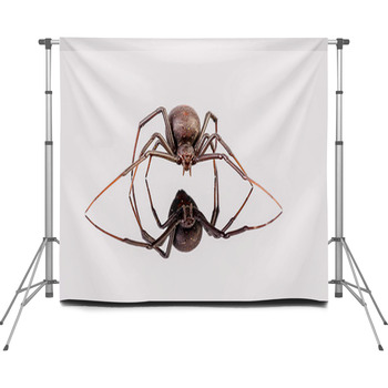 Australian Female Redback Spider Custom Size Backdrop