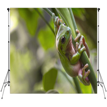 Australian Green Tree Frog Custom Size Backdrop