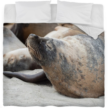 Australian Sea Lion Relaxing On The Fleece Bed Blanket