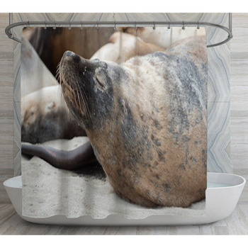Australian Sea Lion Relaxing On The Beach Shower Curtain