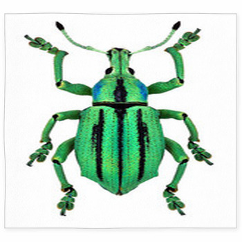 Azure Exotic Weevil (Eupholus Custom Size Floor Mat