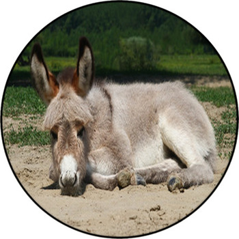 Baby Donkey Laying On The Field Round Rug