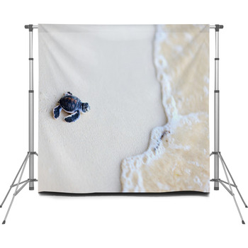 Baby Green Turtle Custom Size Backdrop