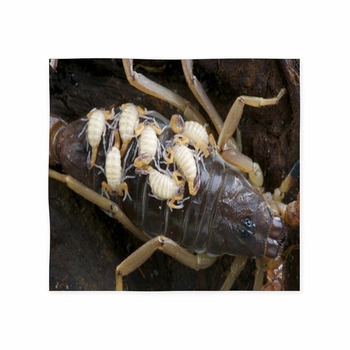 Baby Scorpions Custom Size Floor Mat