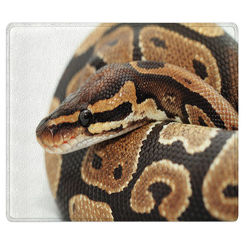 Ball Python Close Up Bath Mat