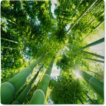 Bamboo Forest Baby Blanket