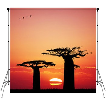 Baobab At Sunset Custom Size Backdrop