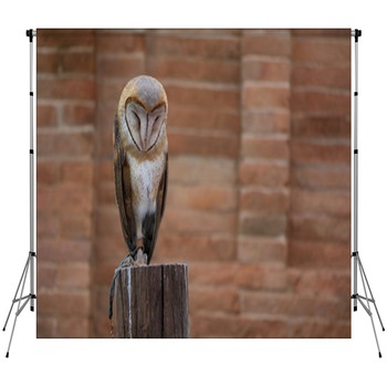 Barn Owl Custom Size Backdrop