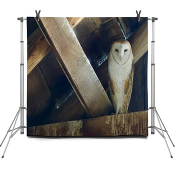 Barn Owl Fleece Backdrop