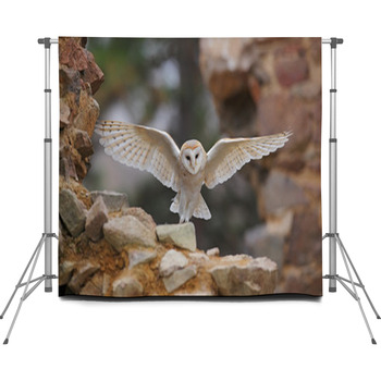 Barn Owl Tyto Alba With Nice Wings  Custom Size Backdrop