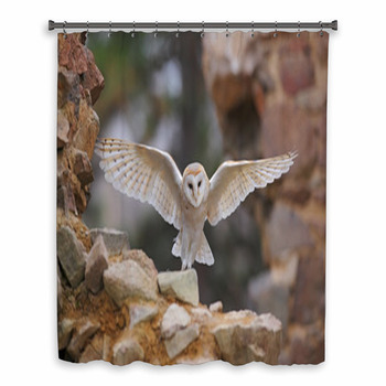 Barn Owl Tyto Alba With Nice Custom Size Shower Curtain