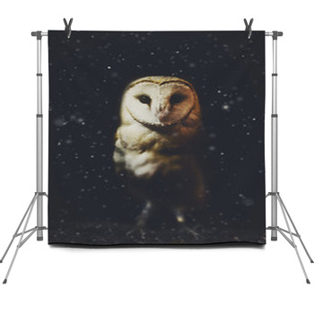 Barn Owl Winter Portrait With Dark And Fleece Backdrop