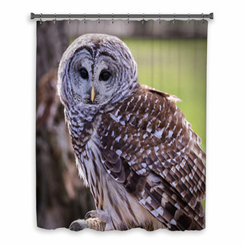 Barred Owl Custom Size Shower Curtain