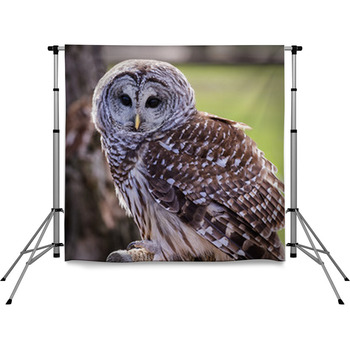 Barred Owl Pole Pocket Backdrop