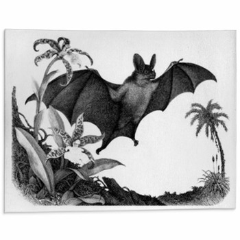 Bat Rugs & Custom Size Floor Mats