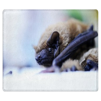 Bats Colony Kept In Laboratory For Research
 Bath Mat
