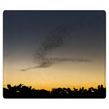 Bats Forage Bath Mat