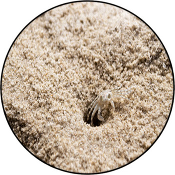 Beach Crab Coming Out Of Hole Round Rug