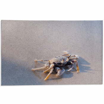 Beach Crab Standing On Wet Sand Area Rug