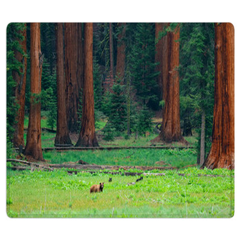 Bear In Sequoia National Park Bath Mat