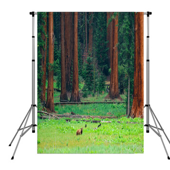 Bear In Sequoia National Park Pole Pocket Backdrop