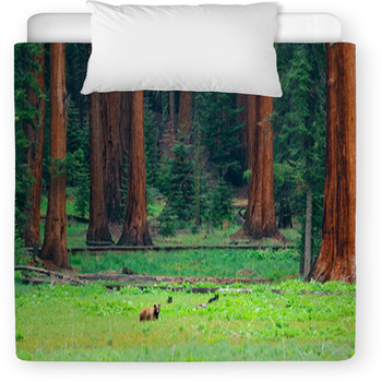 Bear In Sequoia National Park Toddler Comforter