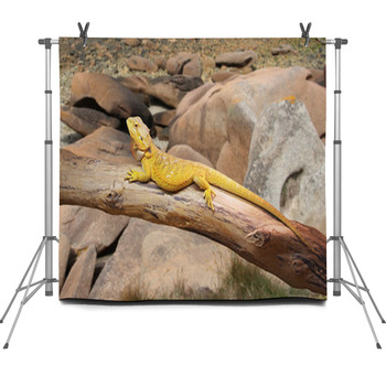 Bearded Dragon Fleece Backdrop